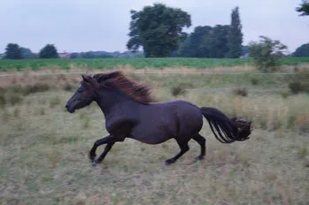 Pferd Wir - Kind und Tier eV
