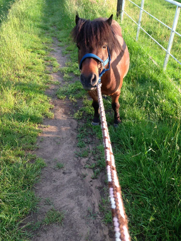 Pferd Wir - Kind und Tier eV
