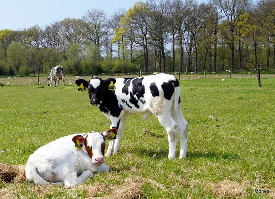 MUTTER UND KIND Wir - Kind und Tier eV