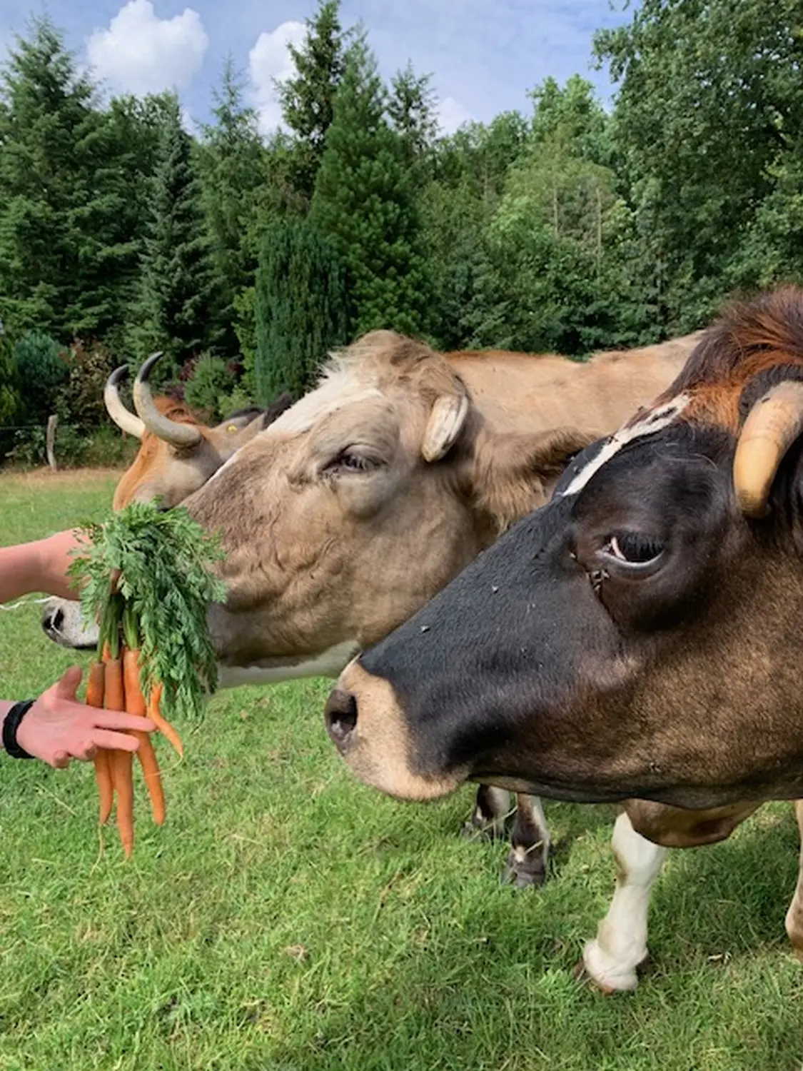 Glückliche